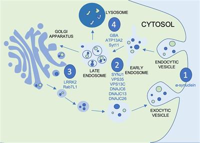 Vesicular Dysfunction and the Pathogenesis of Parkinson’s Disease: Clues From Genetic Studies